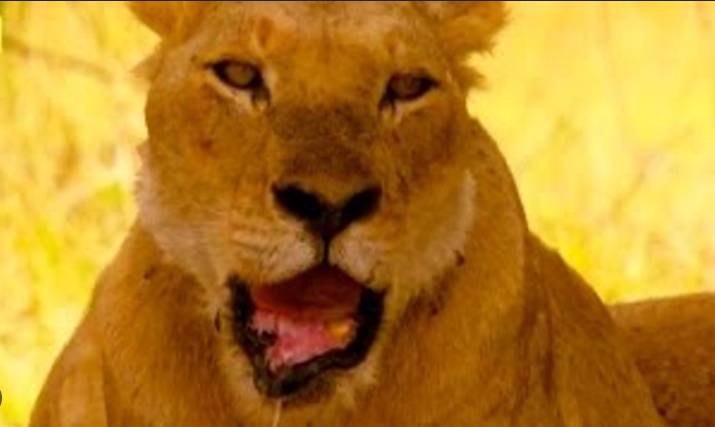 Lion’s broken jaw operated upon in Daska