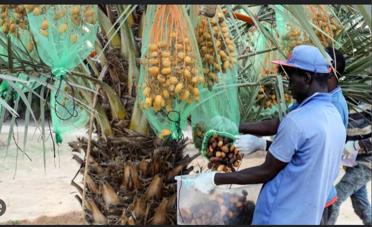 Libya farmer breaks new ground with outlier date variety