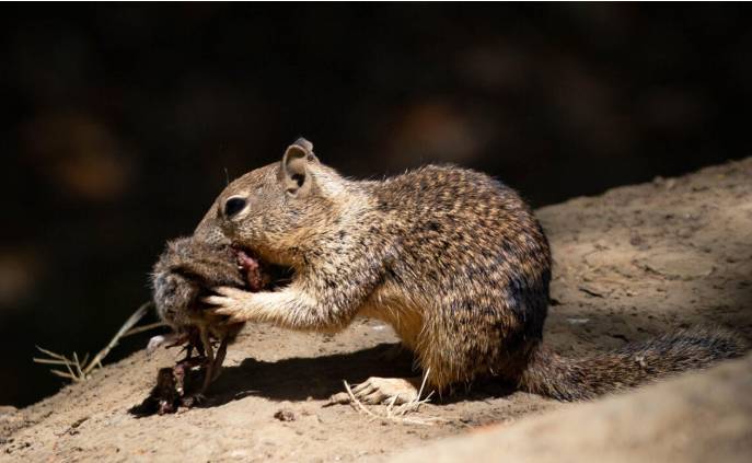 Bloodthirsty California squirrels go nuts for vole meat