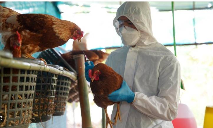 First severe bird flu case in US sparks alarm