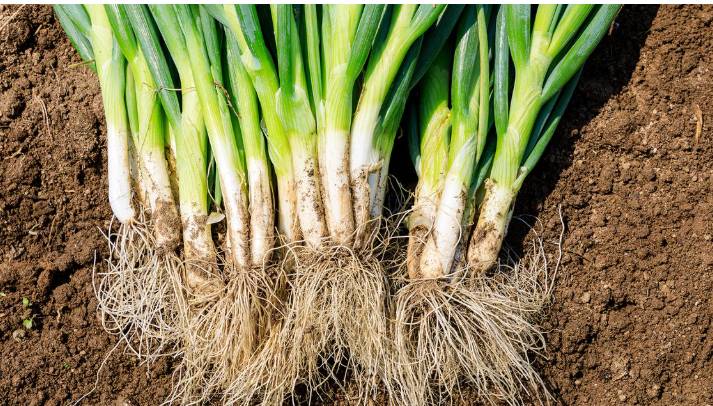 Japan farmer who stole 200kg spring onions blames summer heat