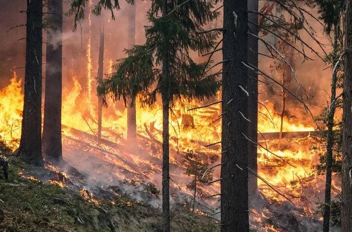 Abbottabad forest fire spreads to populated areas