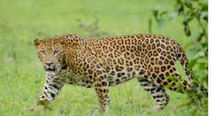 Leopards maul six goats in Abbottabad 