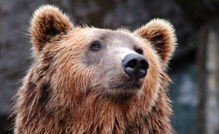 Man finds bear in living room as Japan readies licence to kill