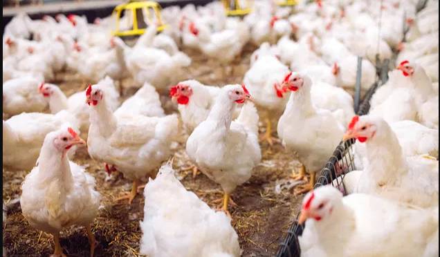 Mutated bird flu in US patient sparks alarm among experts