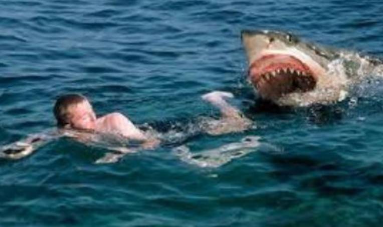 Tourist killed in Egypt Red Sea shark attack