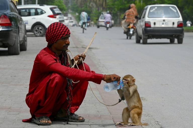 Ban on street shows: Wildlife Dept rescues three monkeys from jugglers 