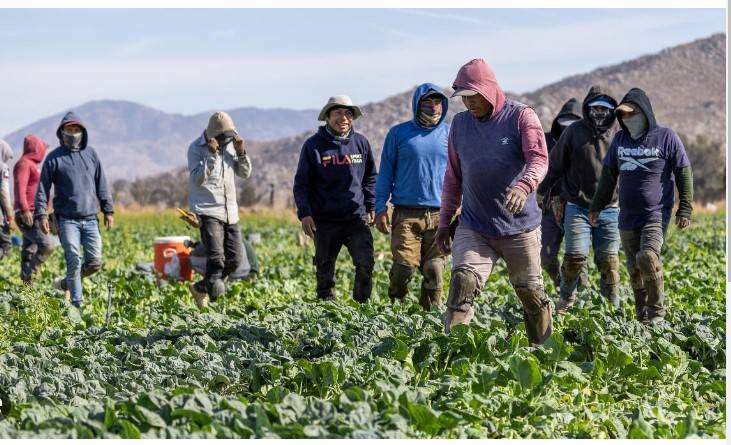 US farmers fret over Trump's deportation plans