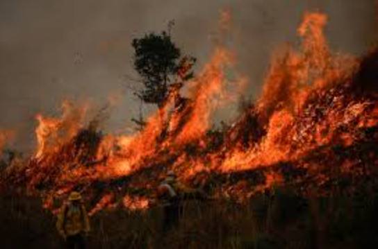 Brazil's Amazon saw highest number of fires in 17 years: agency