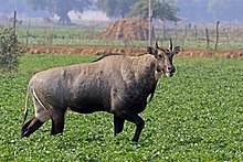 Indian Nilgai finds new home at Pakistan's Changa Manga