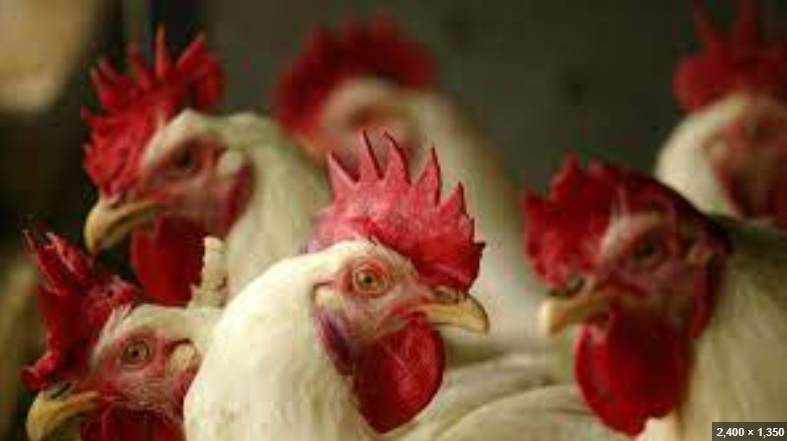 US allocates $306m to combat bird flu outbreaks