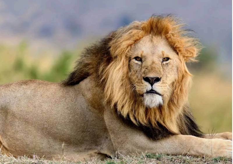 Zookeeper mauled to death by lions when he enters cage to impress girlfriend 