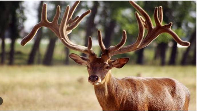 Citizens catch rare Indian stag in Narowal