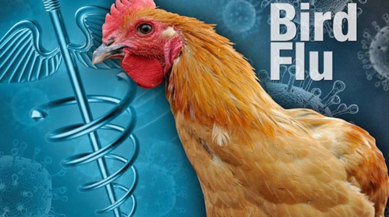 Bird flu outbreaks strike Japan farms