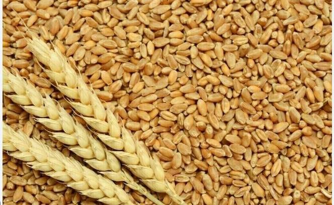 Govt won’t announce wheat minimum support price after striking deal with IMF