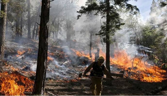 Olive, pine nut trees destroyed as fire spreads in DI Khan forests