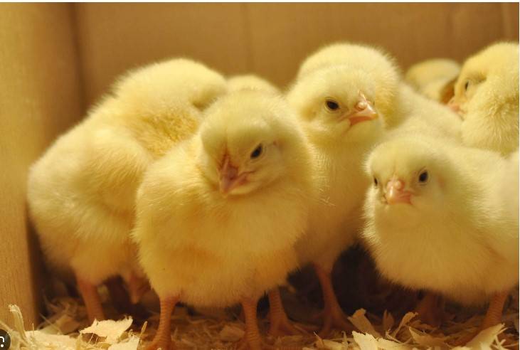 CCP takes notice of increase in broiler chick price