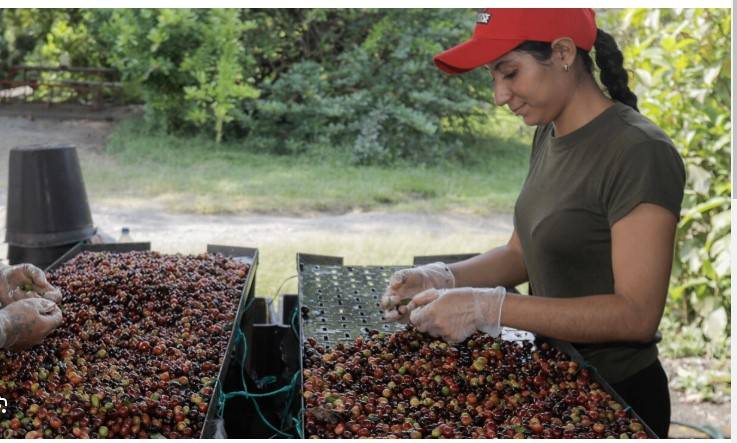 The global forces sending coffee prices skyward