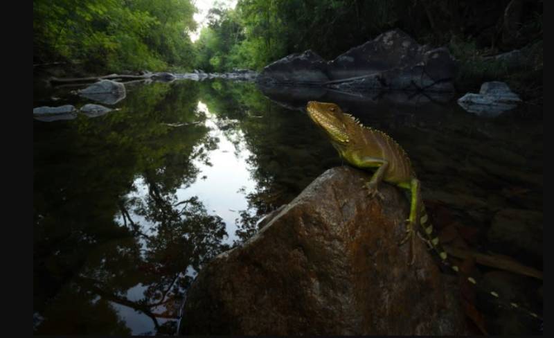 Rare wildlife species found in Cambodian national park