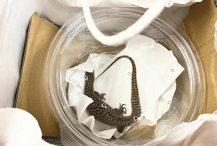 Japan Post to stop delivery of live reptiles