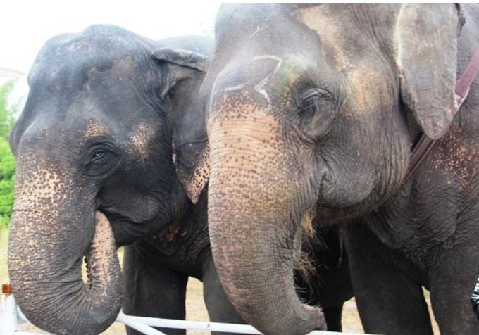 Indian elephants on epic journey to tycoon's giant zoo