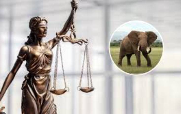 Elephants are not people, US judges say