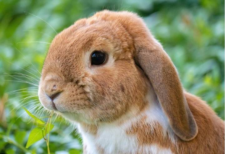 Japan man arrested for kicking rabbit