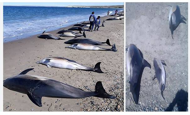 Scores of dying dolphins wash ashore beach in Somalia