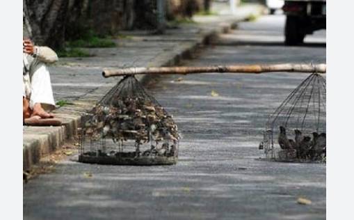 Wildlife department launches crackdown against bird sellers, 2 held in Lahore