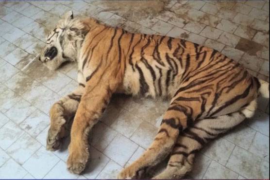 Bengal tiger dies of kidney issues in Bahawalpur Zoo