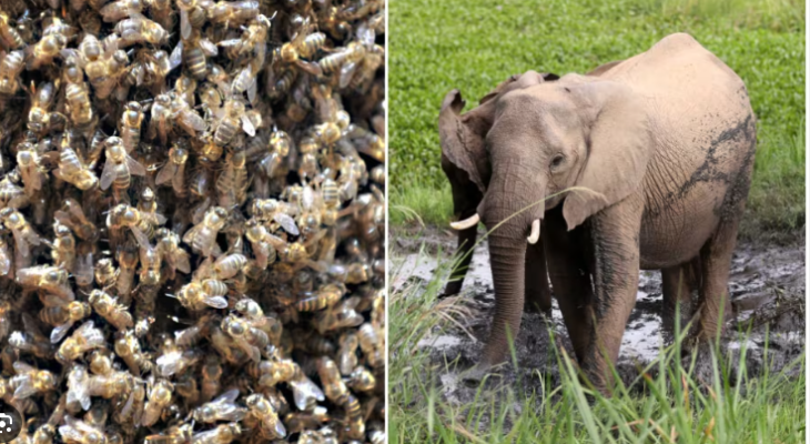 Bees Help Tackle Elephant-human Conflict In Kenya